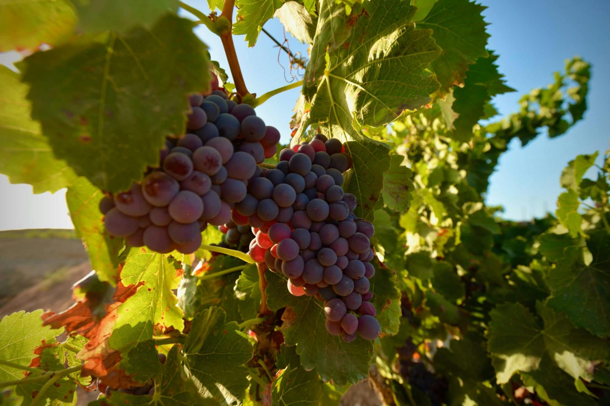 Family wine-tasting tour of Conatvs Winery in Fuerteventura