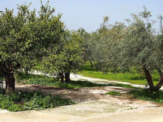 Nat Geo Day Tour: Andalusisches Olivenöl, vom Hain auf den Tisch