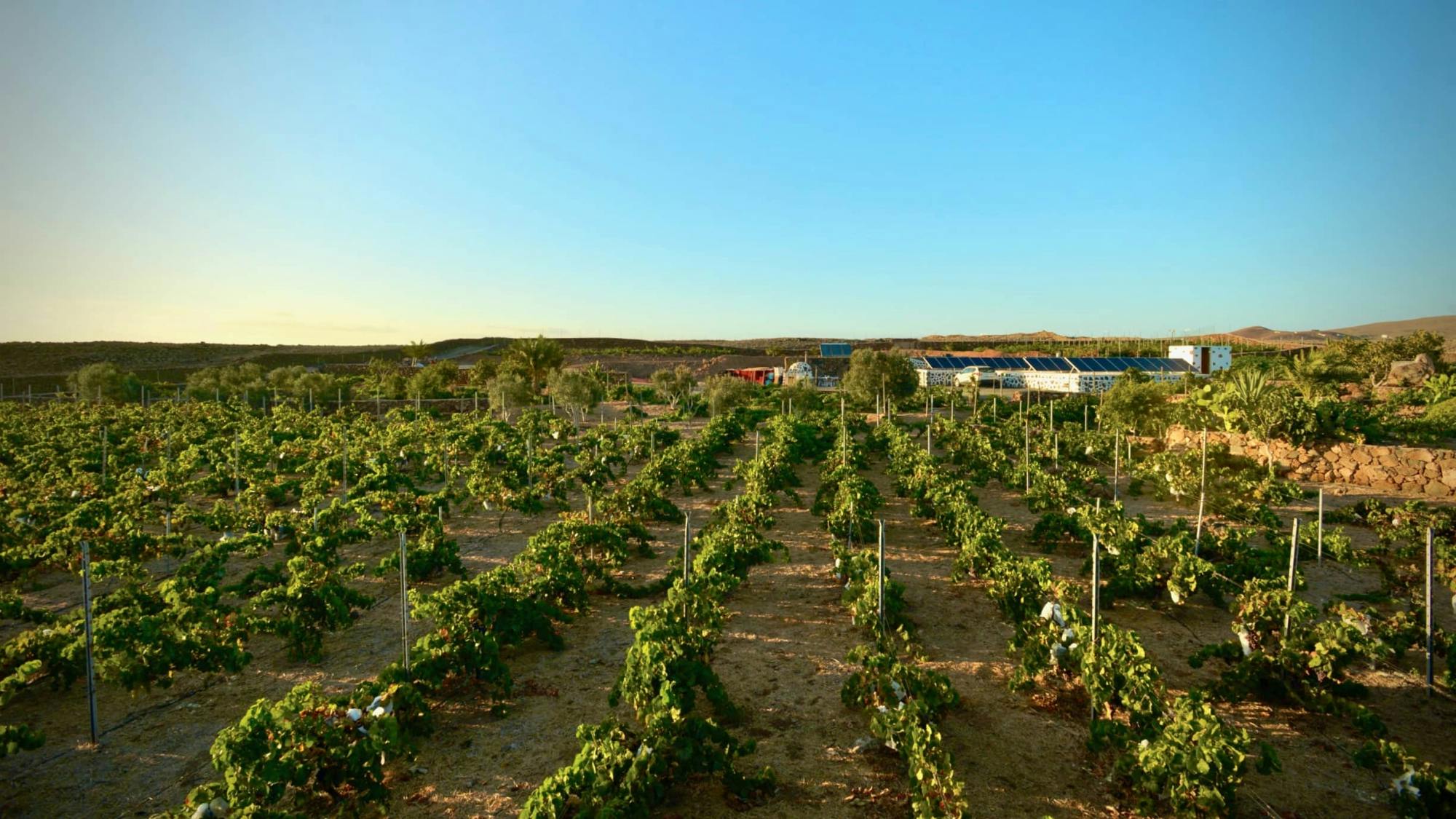 Fuerteventura private guided wine-tasting at Conatvs Winery