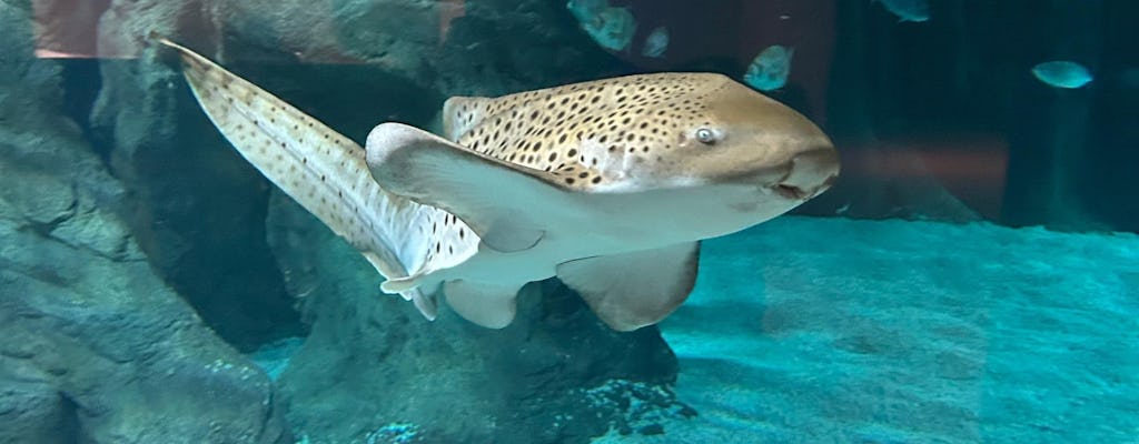 Morning tour with early access to Costa Teguise aquarium and Open Mall visit