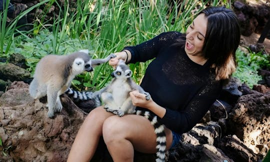 Oasis Park Fuerteventura entrance with lemur experience