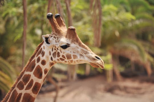 Oasis Wildlife Fuerteventura Ticket