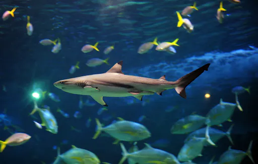 Morning tour with early access to Costa Teguise aquarium and Open Mall visit