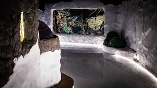 Morning tour with early access to Costa Teguise aquarium and Open Mall visit