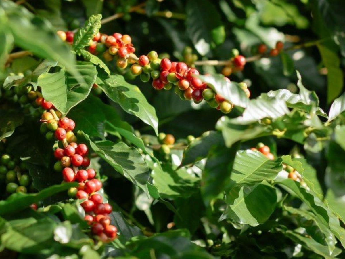 2-day tour with private van in Chiang Rai and Doi Chang