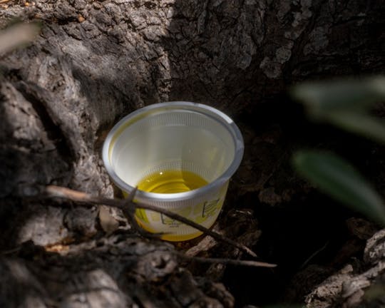Olive grove guided tour with oil tasting in Agrigento
