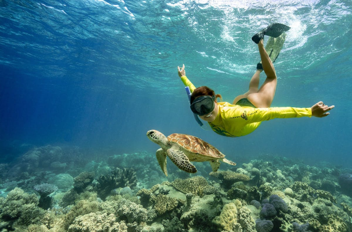 Halve dag oceaansafari Groot Barrièrerif avontuur