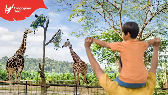 Bilet wstępu do zoo w Singapurze z tramwajem
