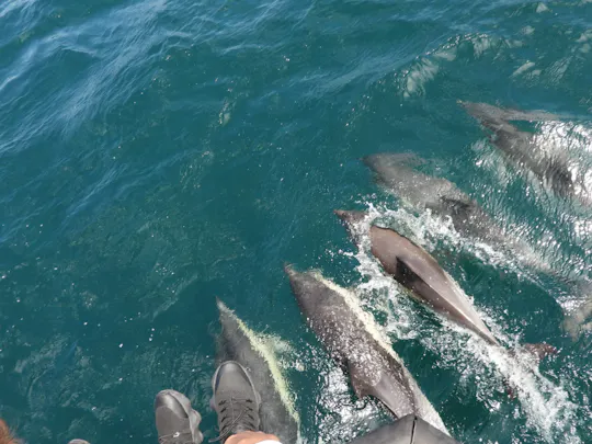 Observação de golfinhos em Tarifa, a partir da costa de Cádis, com recolha de passageiros