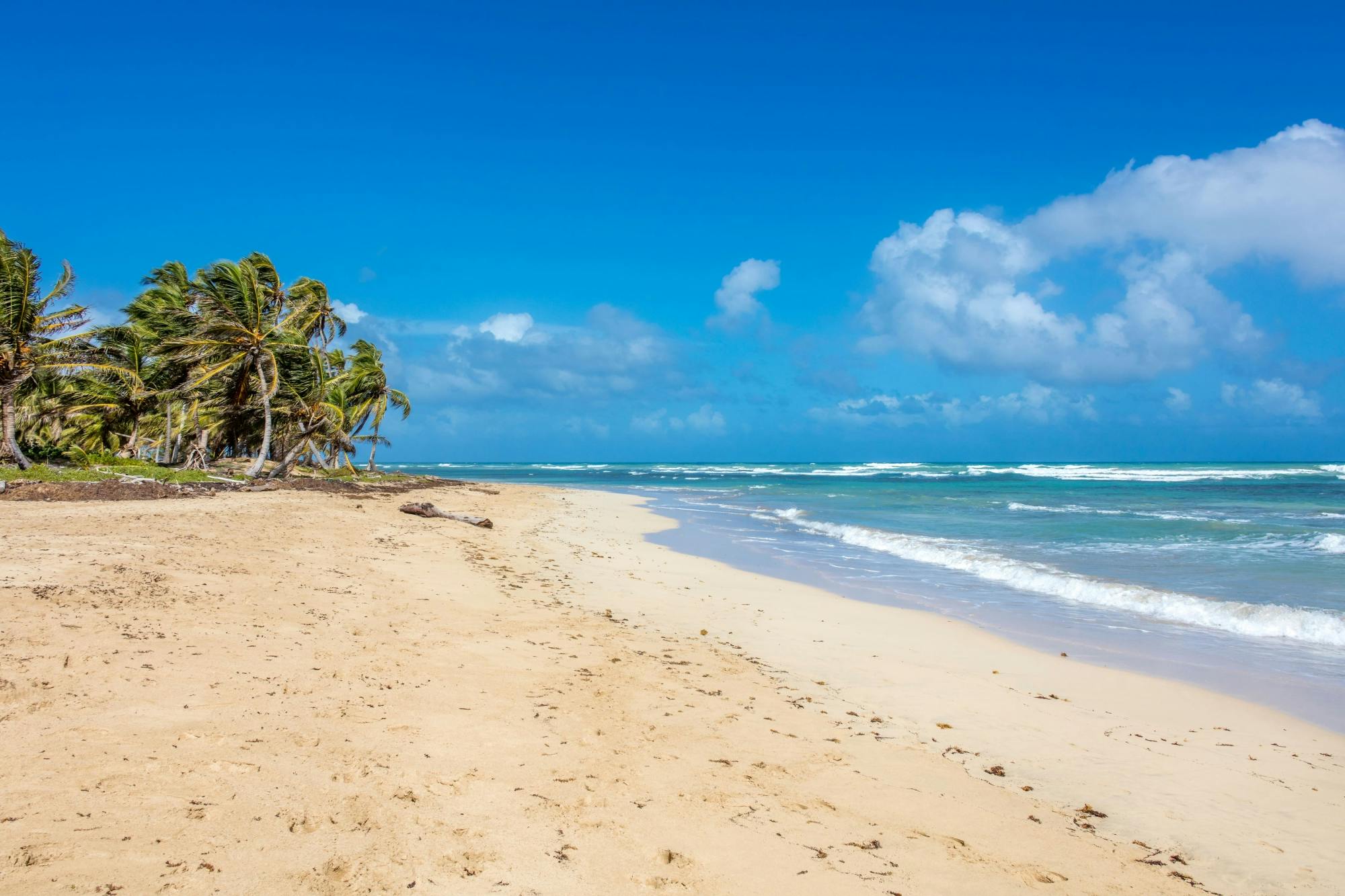 Prywatne półdniowe safari Eco Caribe