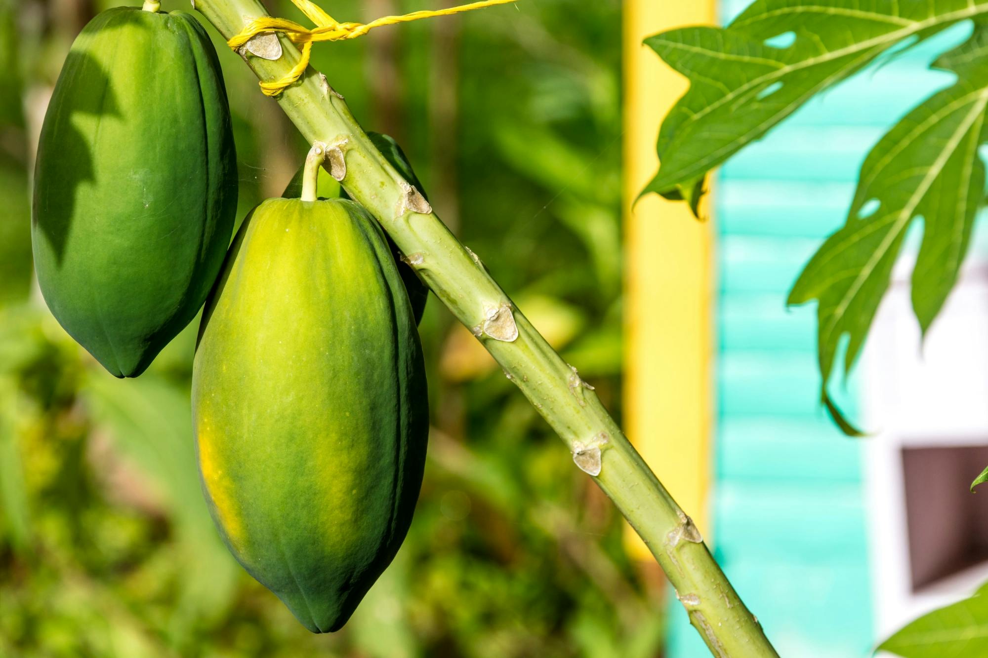 Private half-day safari Eco Caribe