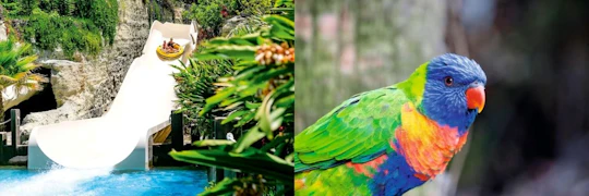 Twin ticket to Loro Parque and Siam Park