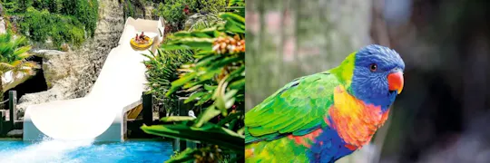 Twin ticket to Loro Parque and Siam Park