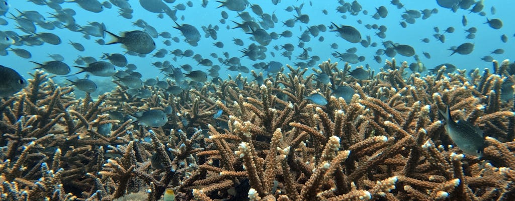 Coral restoration snorkelling tour in Bali with lunch