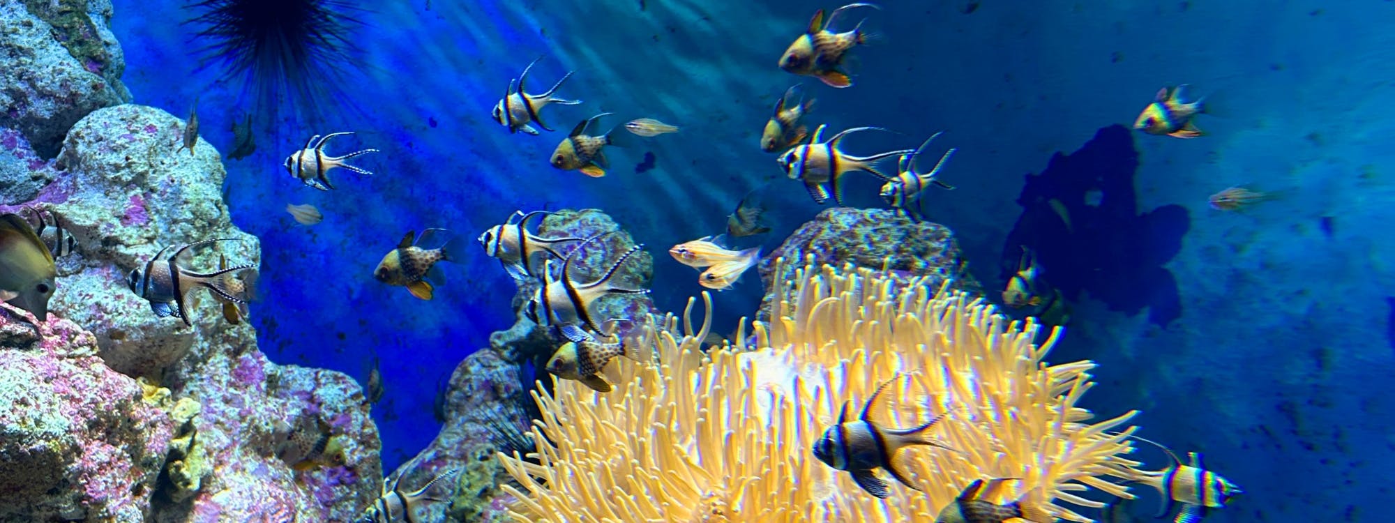 SeaWorld Abu Dhabi