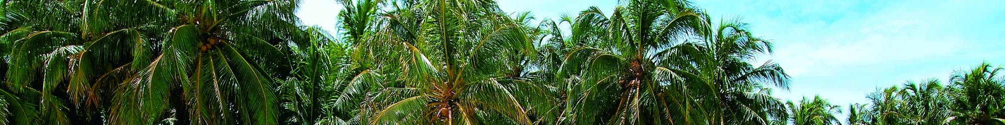 Puerto Viejo and Cahuita