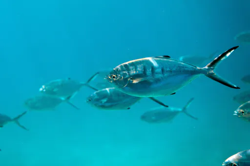 Cretan semi-submarine and guided tour from south Crete