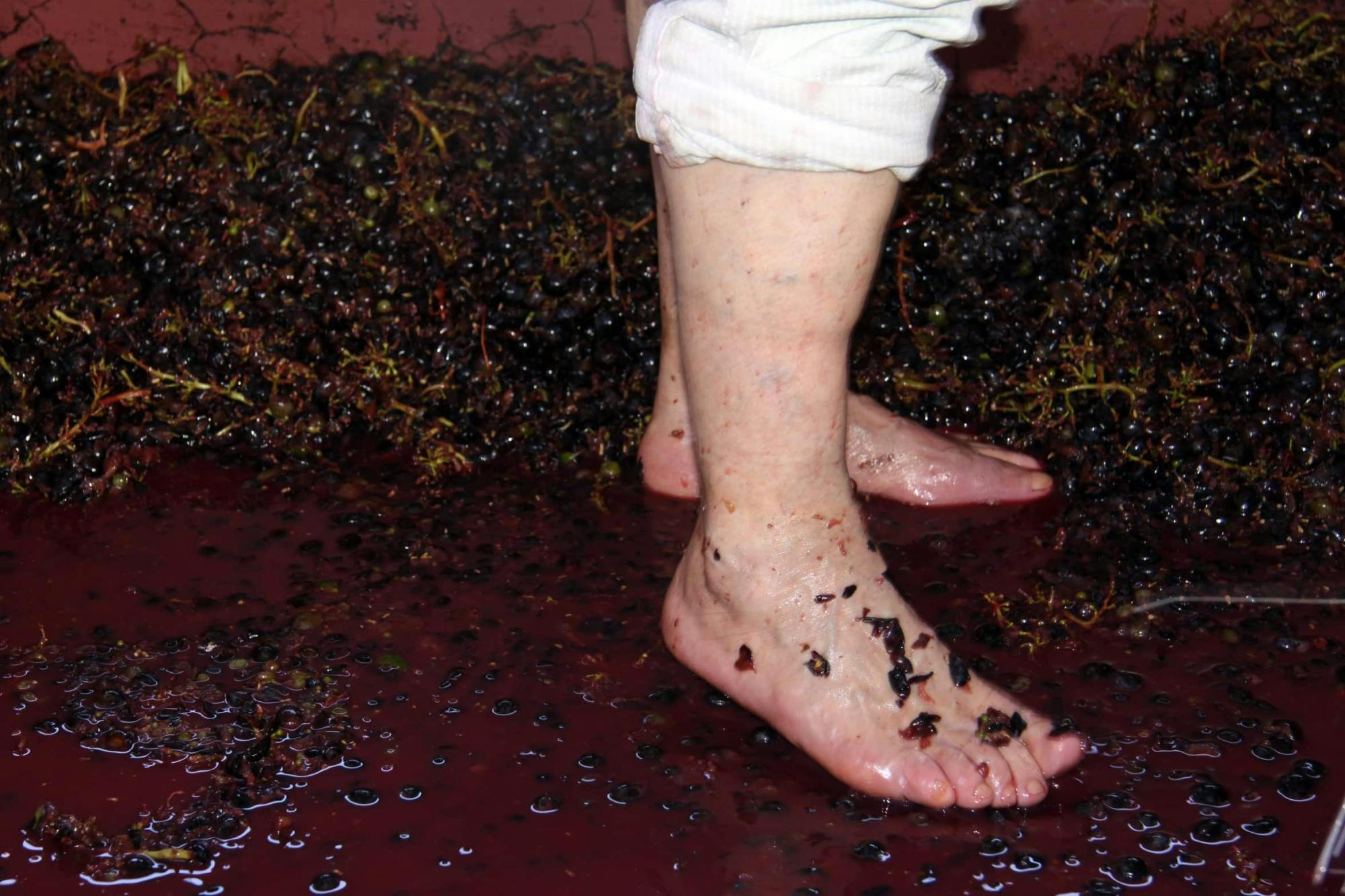 Santana Wine Festival tour