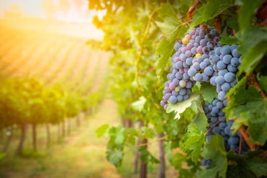 Vineyard experience and guided tour through Provence from Nice