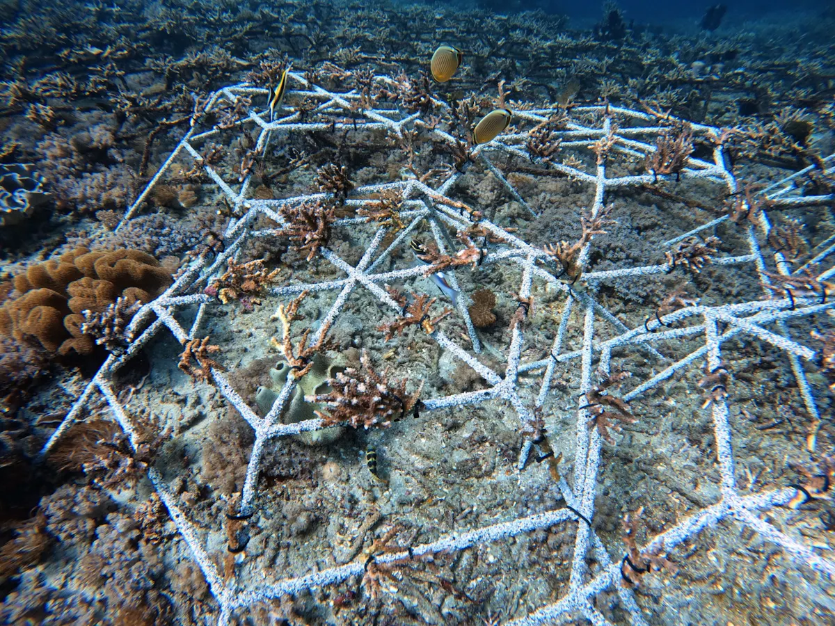 Coral restoration snorkelling tour in Bali with lunch