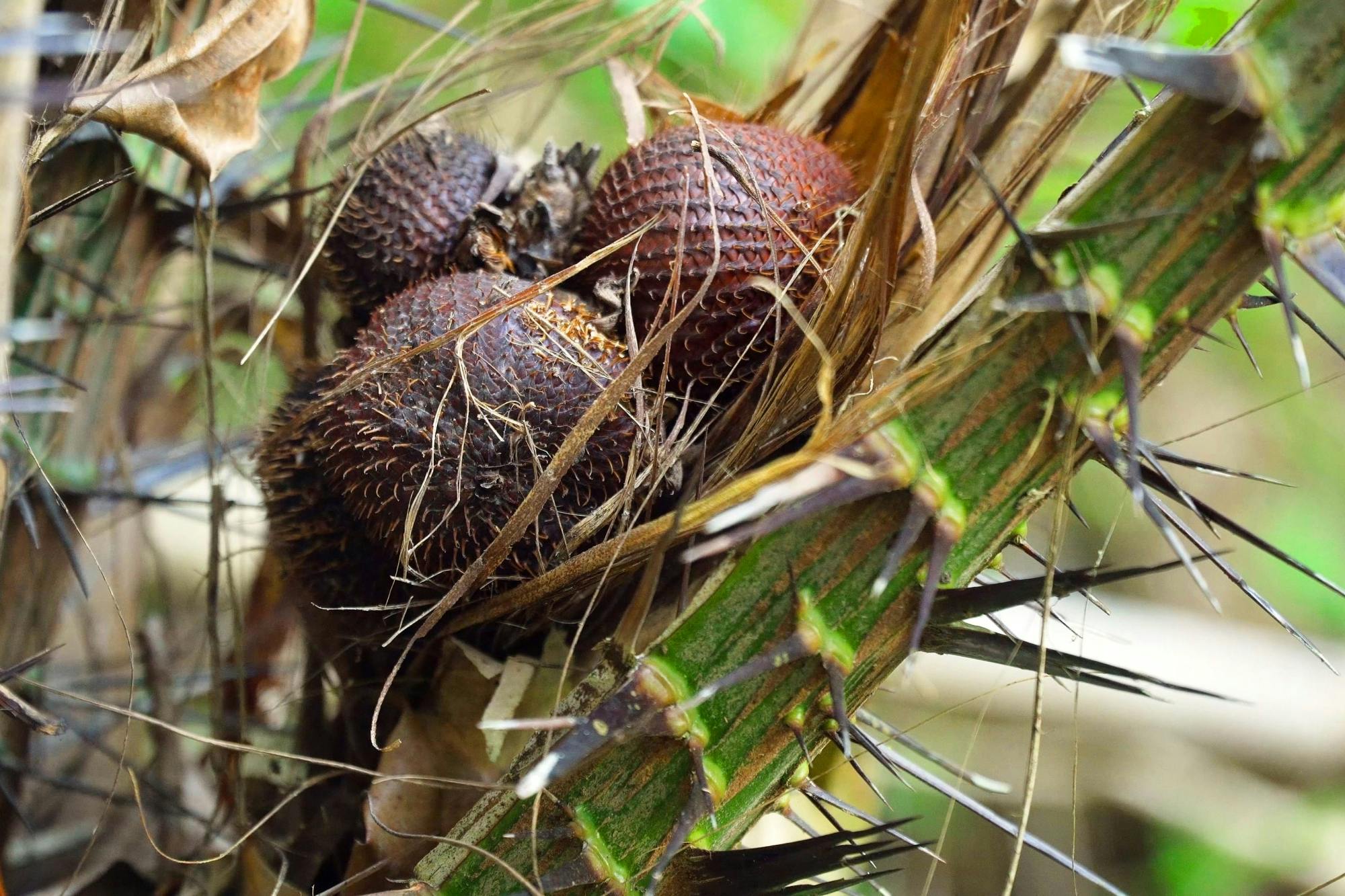 Full-day Salak Agro 4x4 tour with temple visit and cooking class