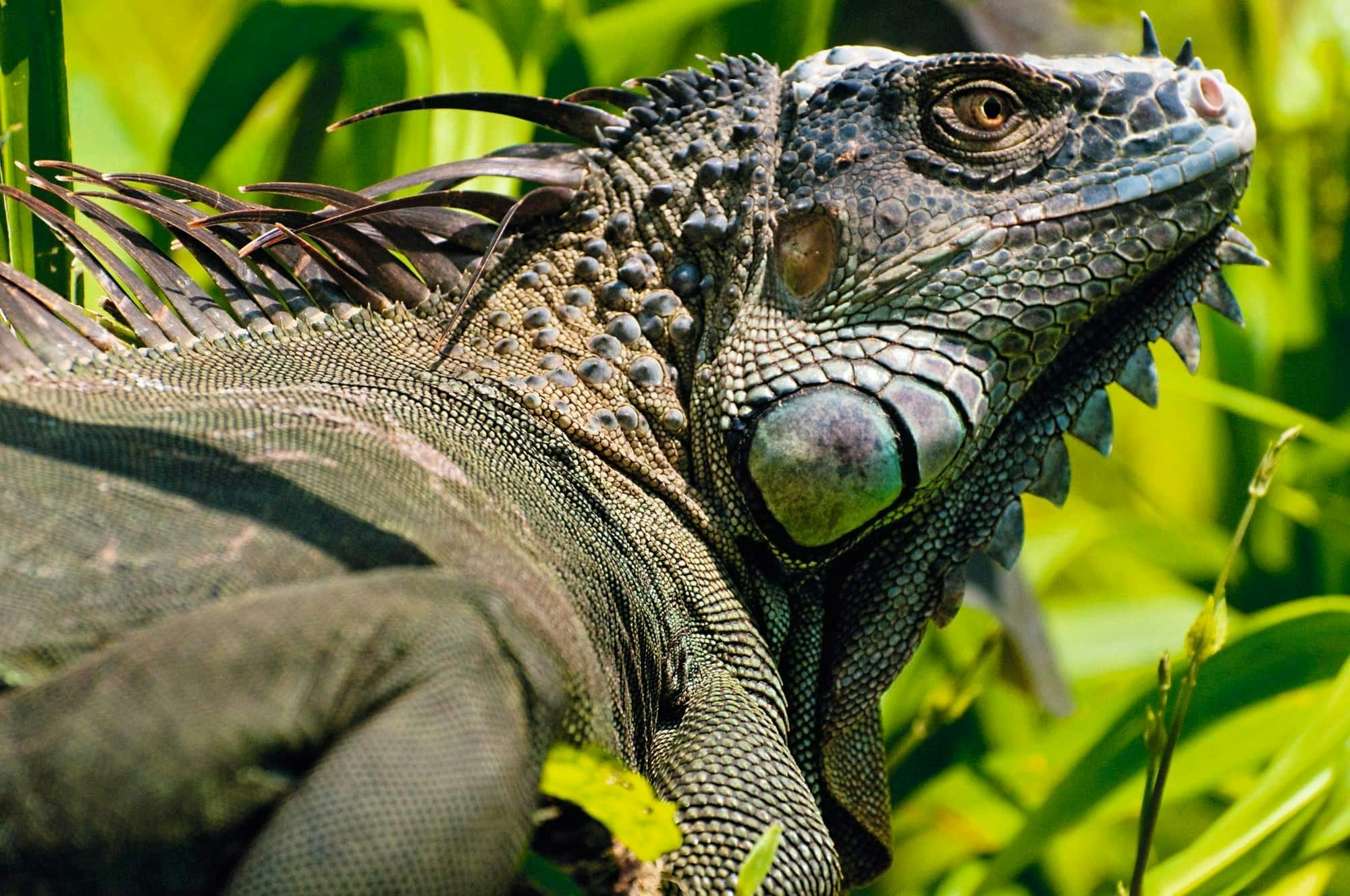 One-hour Diamonte Eco Park quad bike tour