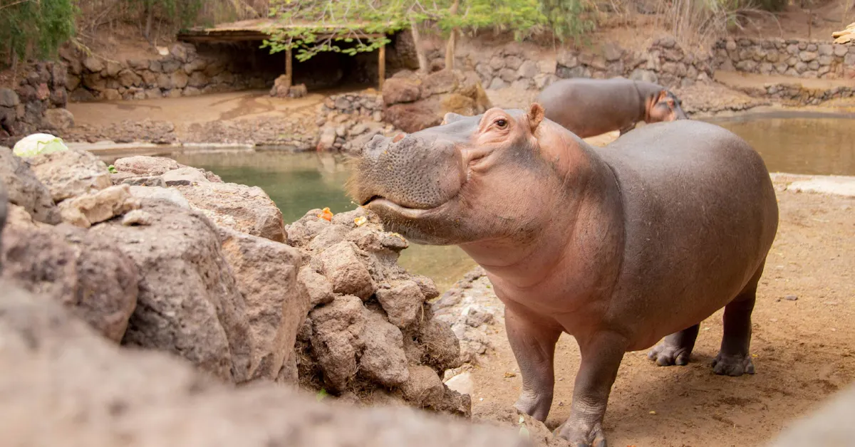 Oasis Wildlife Fuerteventura Ticket