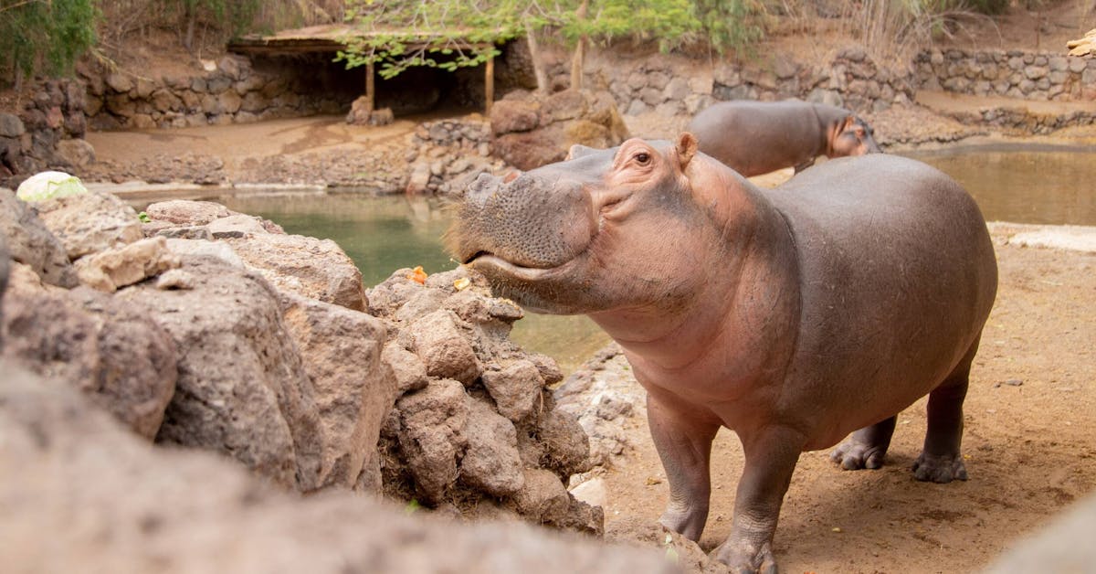 Oasis Wildlife Fuerteventura Ticket