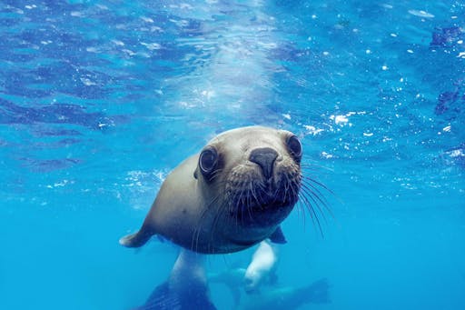 Oasis Wildlife Fuerteventura Ticket