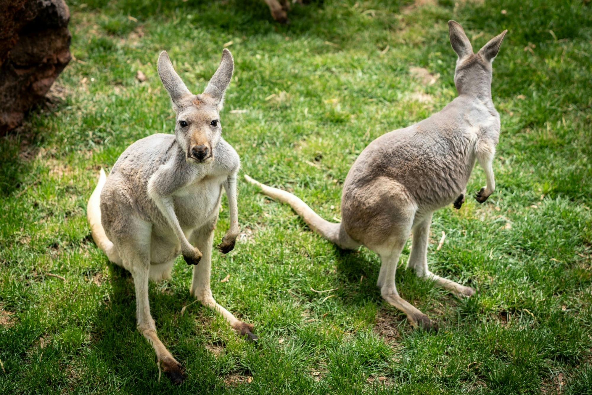 Oasis Wildlife Fuerteventura Ticket