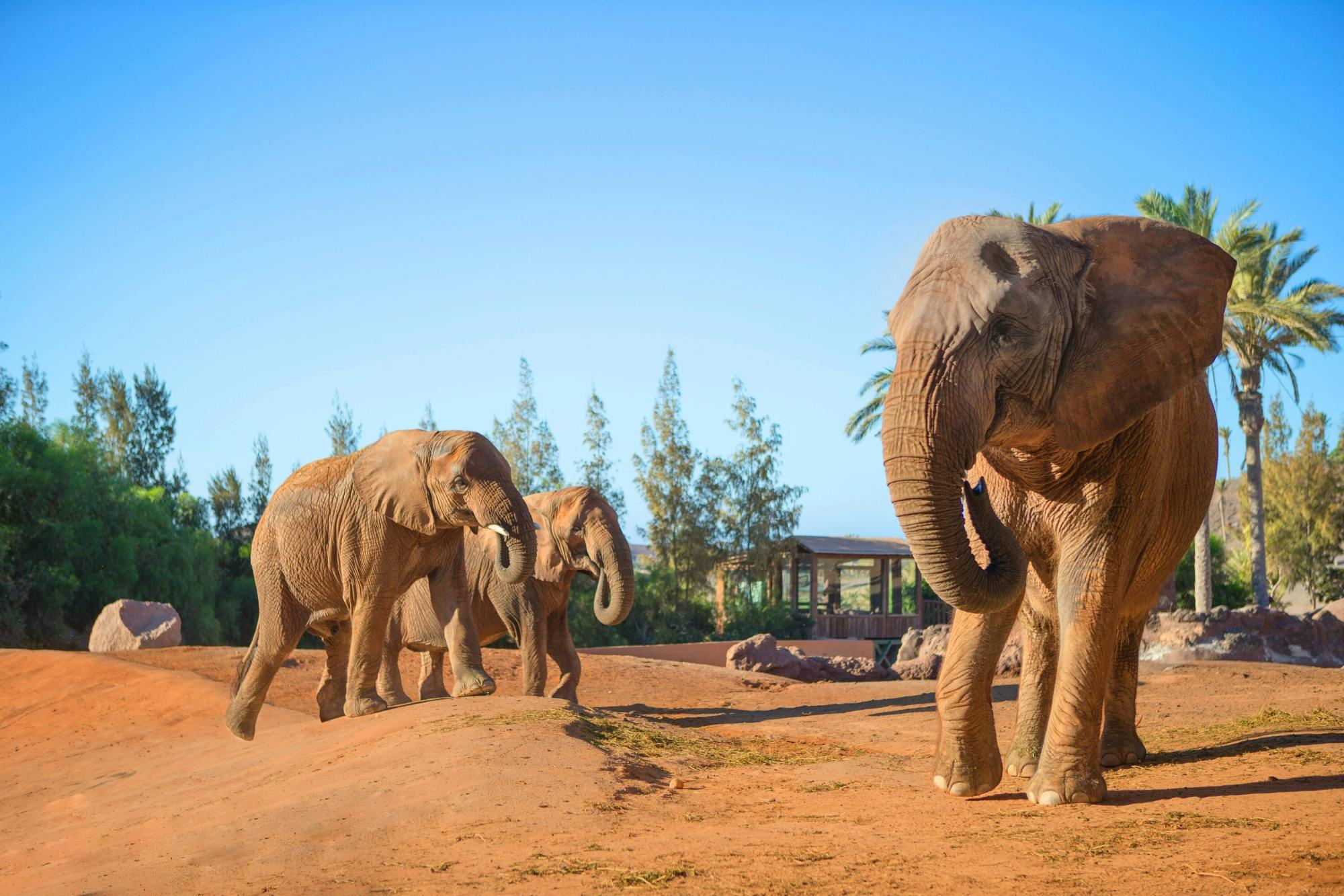 Oasis Wildlife Fuerteventura Ticket