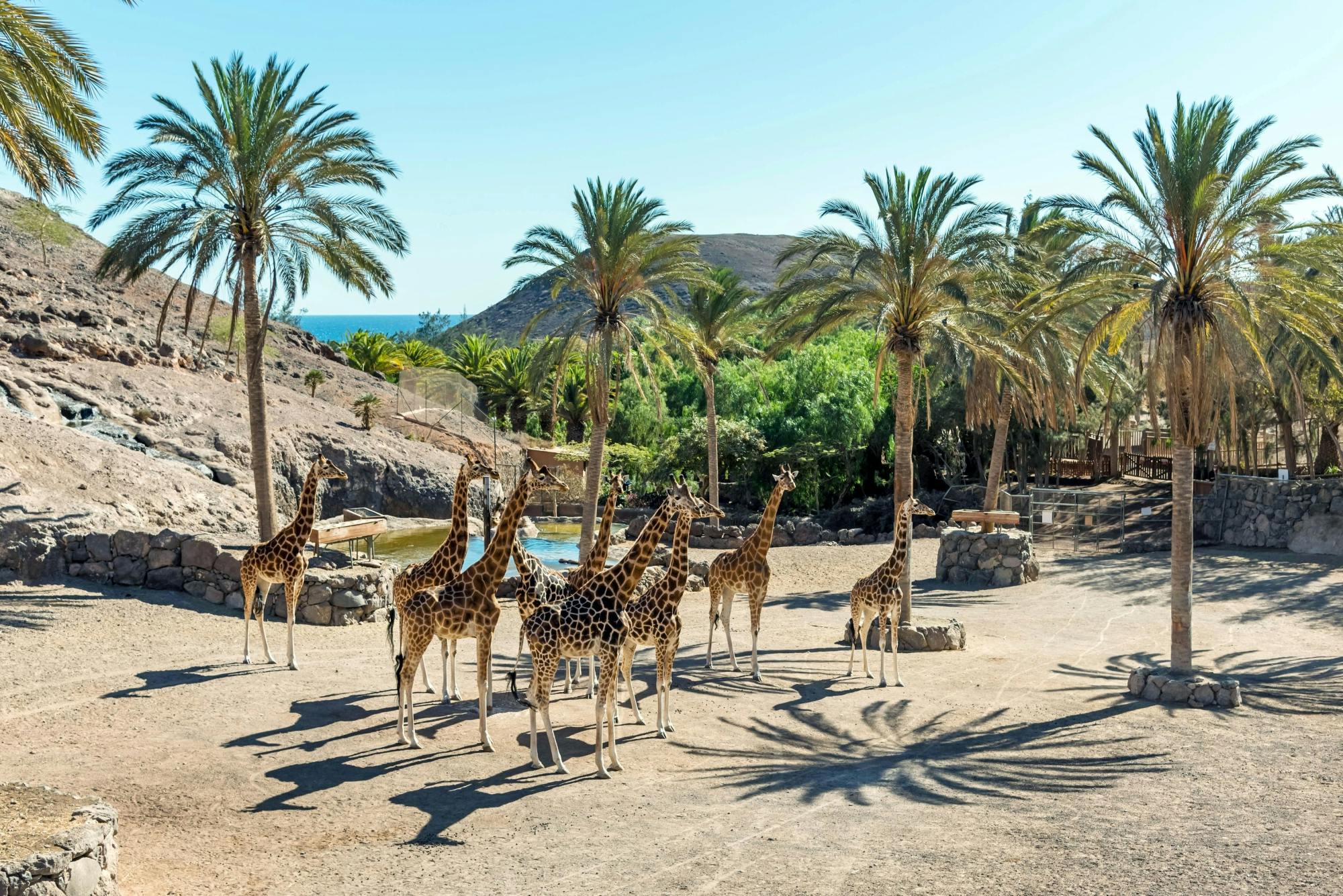 Oasis Wildlife Fuerteventura – kun billett
