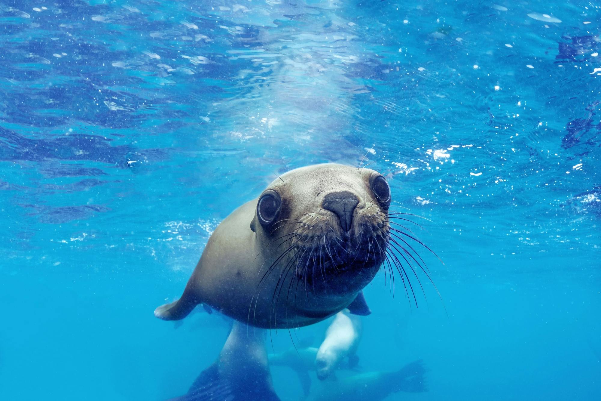 Oasis Wildlife Fuerteventura Ticket