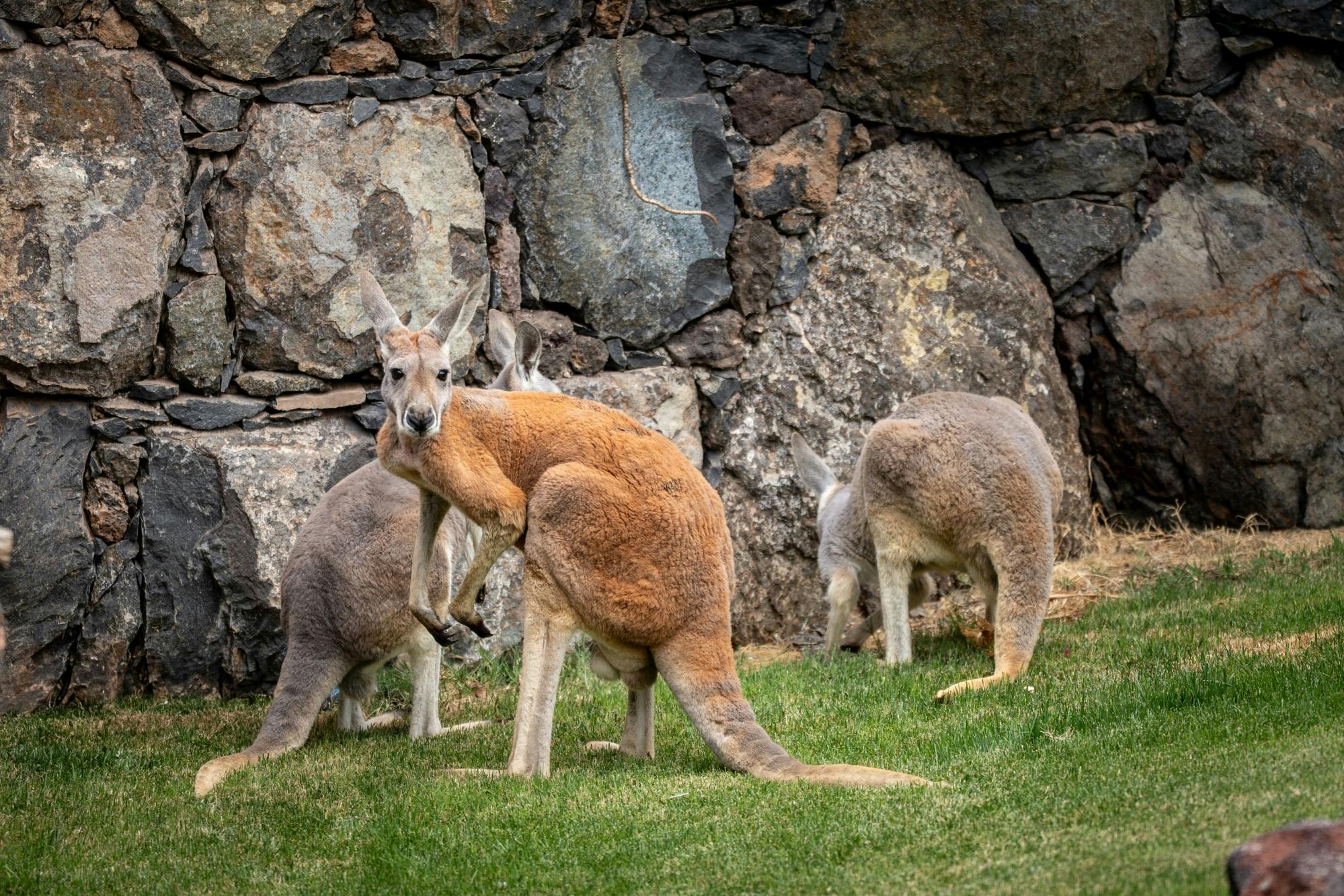 Oasis Wildlife Fuerteventura Ticket