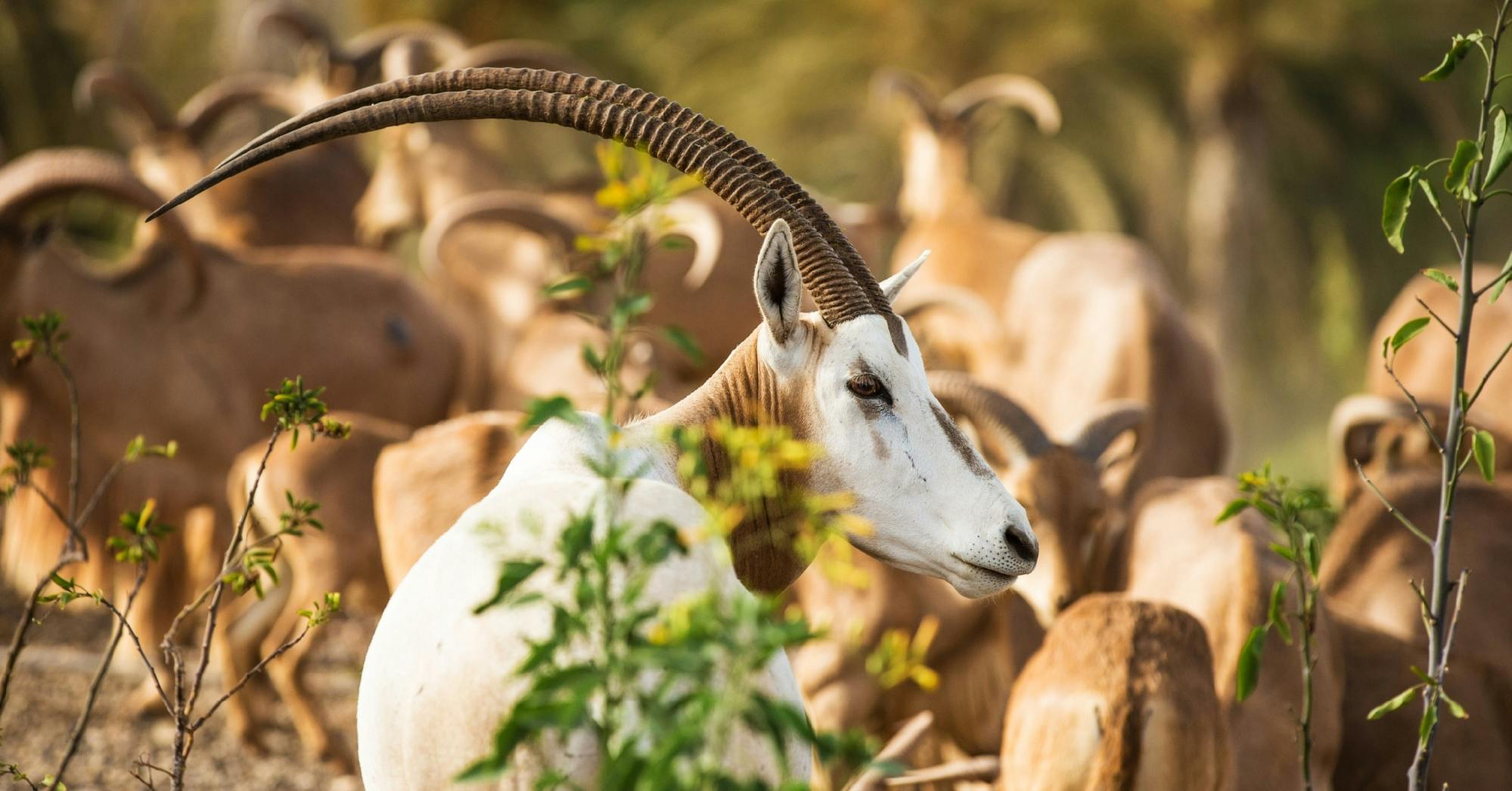 Oasis Wildlife Fuerteventura Ticket