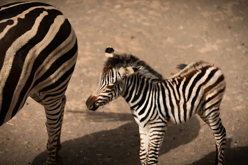 Oasis Wildlife Fuerteventura Ticket