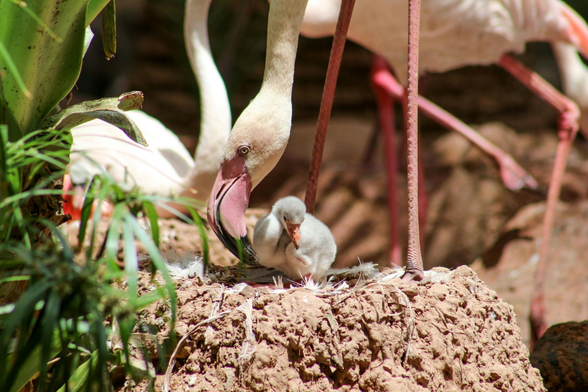 Oasis Wildlife Fuerteventura Ticket