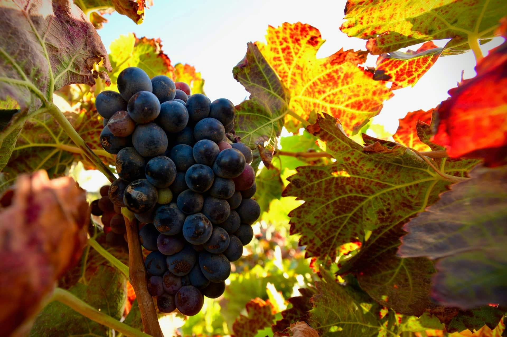 Adults wine-tasting tour of Conatvs Winery in Fuerteventura