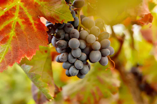 Adults wine-tasting tour of Conatvs Winery in Fuerteventura