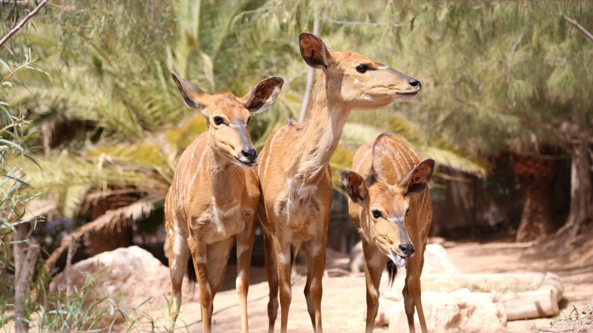 Oasis Wildlife Fuerteventura Ticket