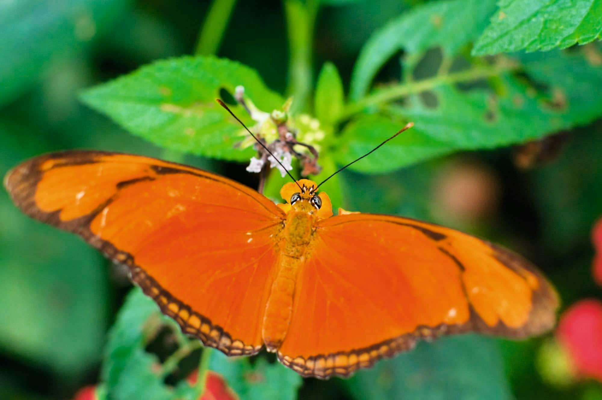 Guided island tour of western Rhodes’ top attractions