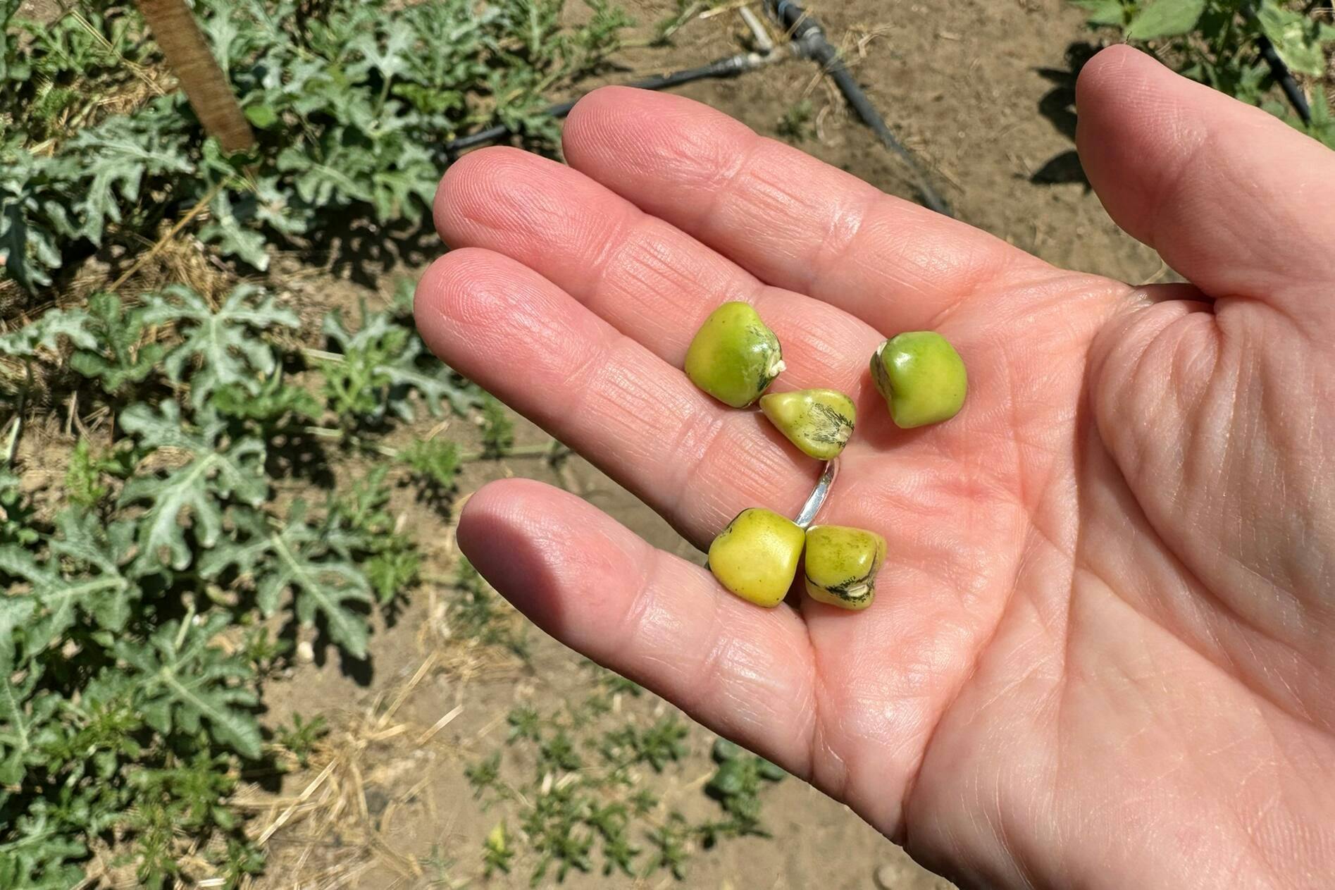 Nat Geo Day Tour: Flavours of Corfu, Cook with Locals at an Organic Farm