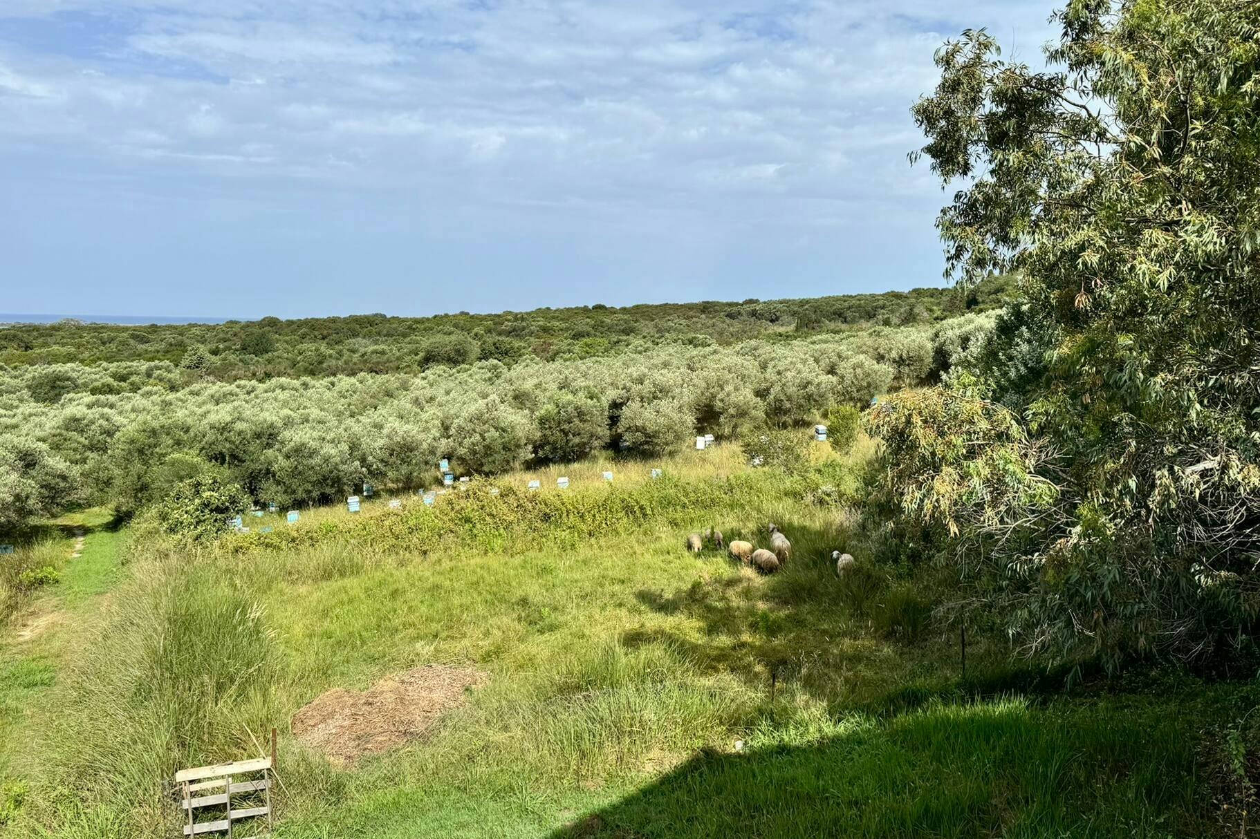 Nat Geo Day Tour: Flavours of Corfu, Cook with Locals at an Organic Farm