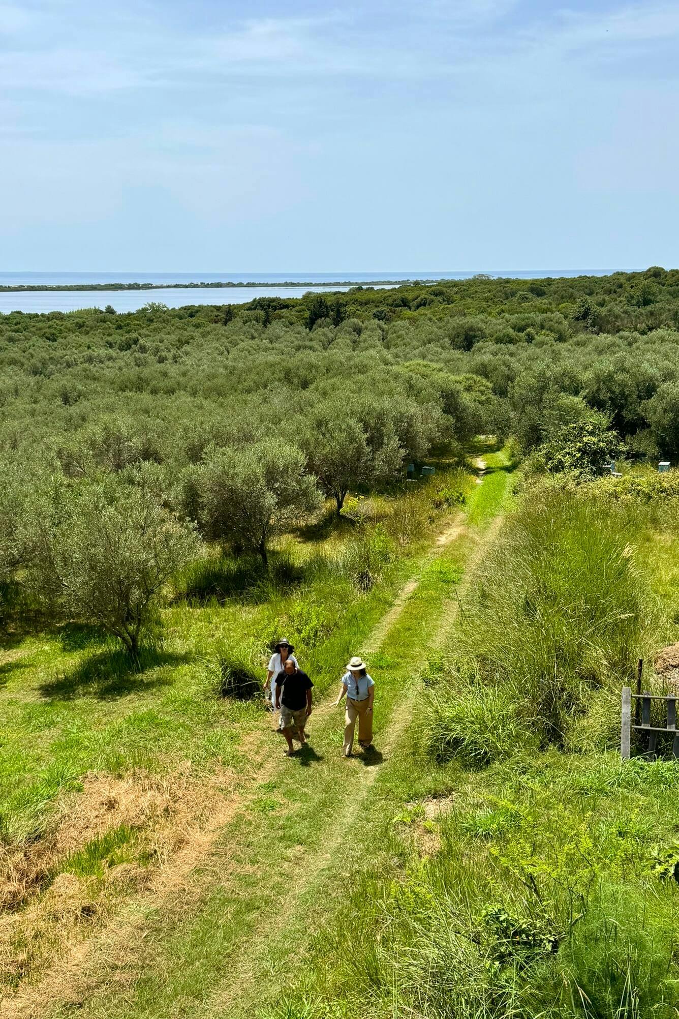 Nat Geo Day Tour: Flavours of Corfu, Cook with Locals at an Organic Farm