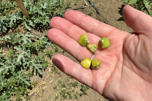 Nat Geo Day Tour: Flavours of Corfu, Cook with Locals at an Organic Farm