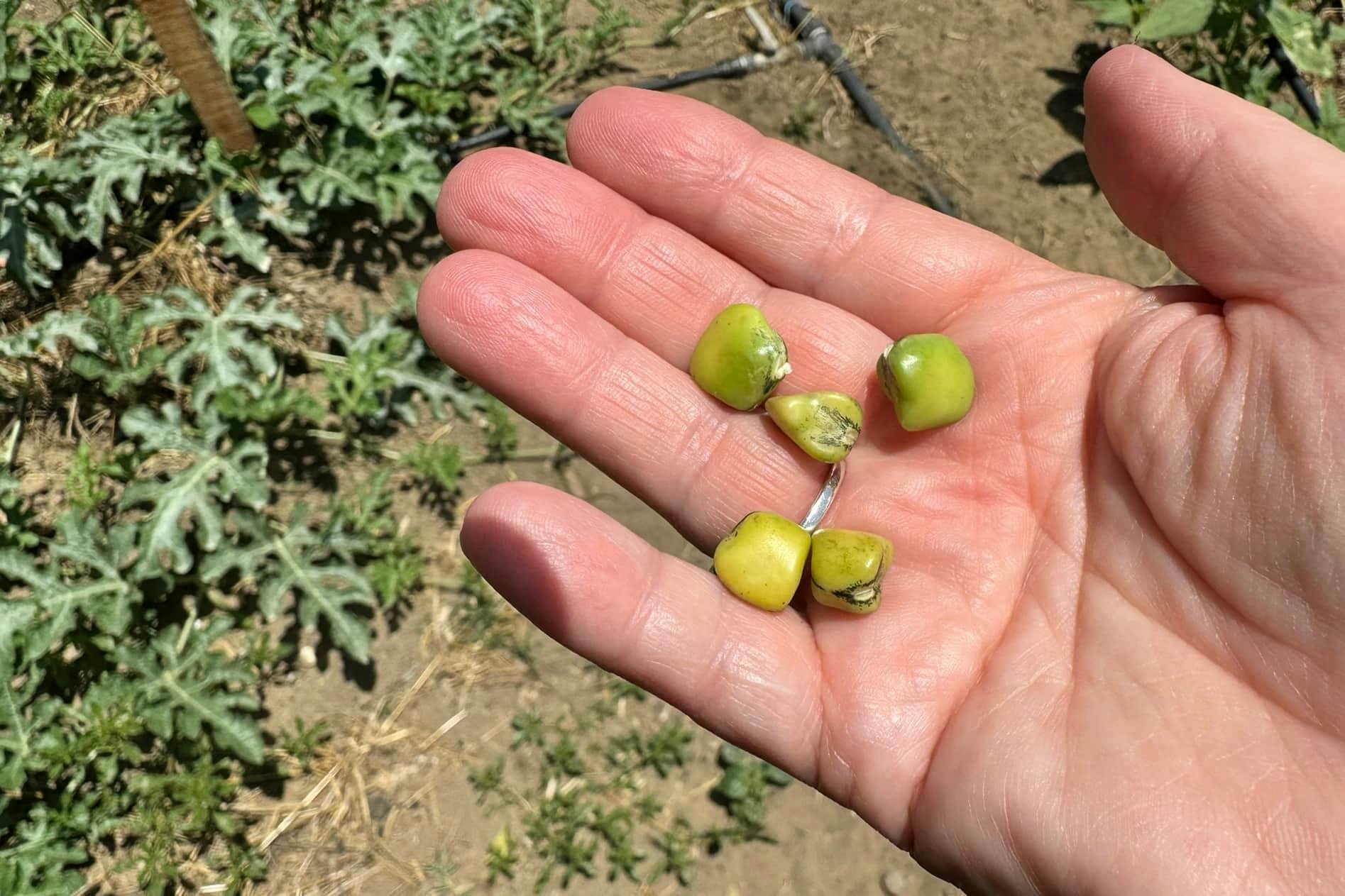 Nat Geo Day Tour: Flavours of Corfu, Cook with Locals at an Organic Farm