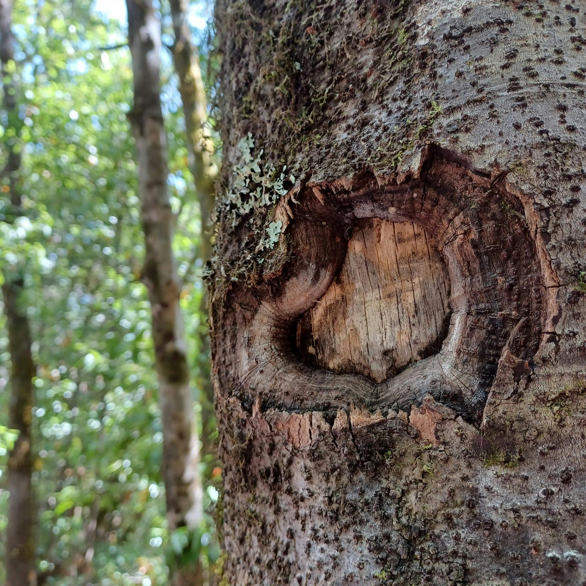 VIP La Gomera luxury minivan tour