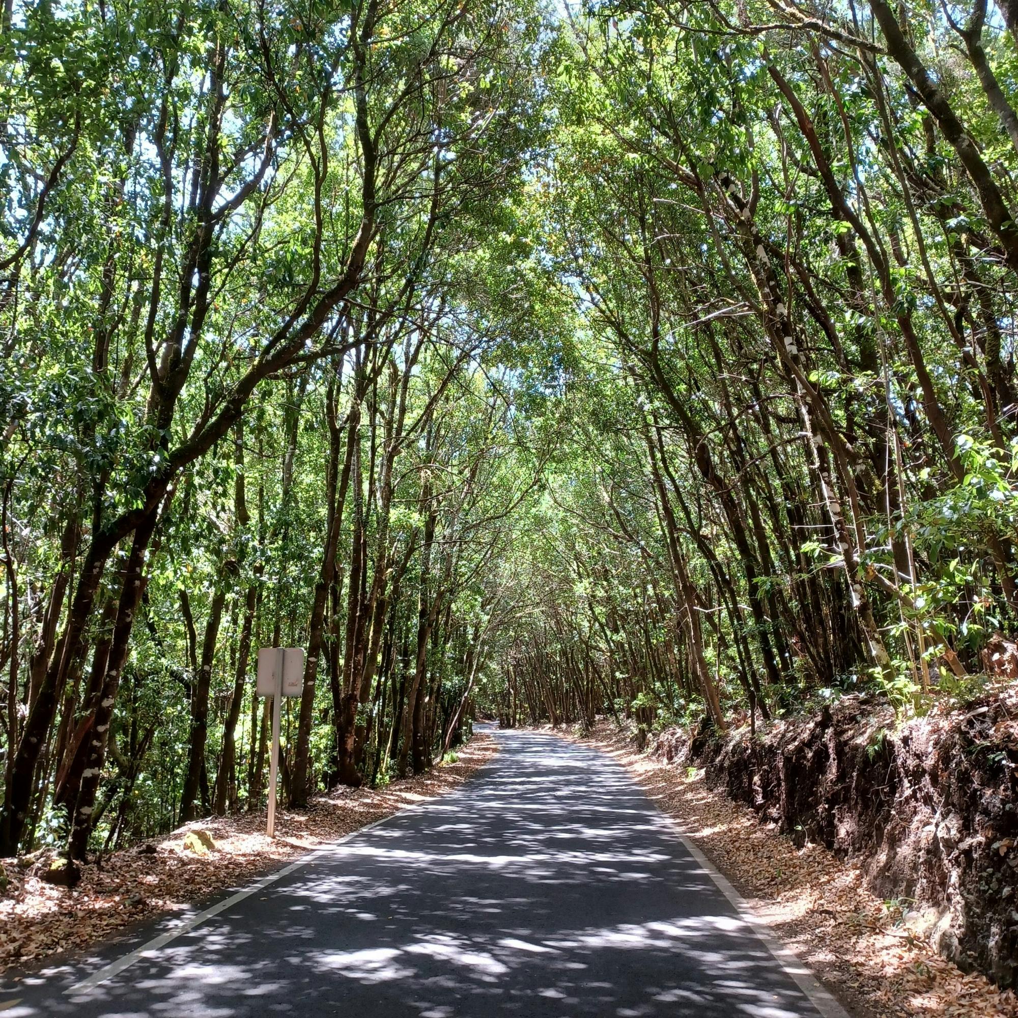 VIP La Gomera luxury minivan tour