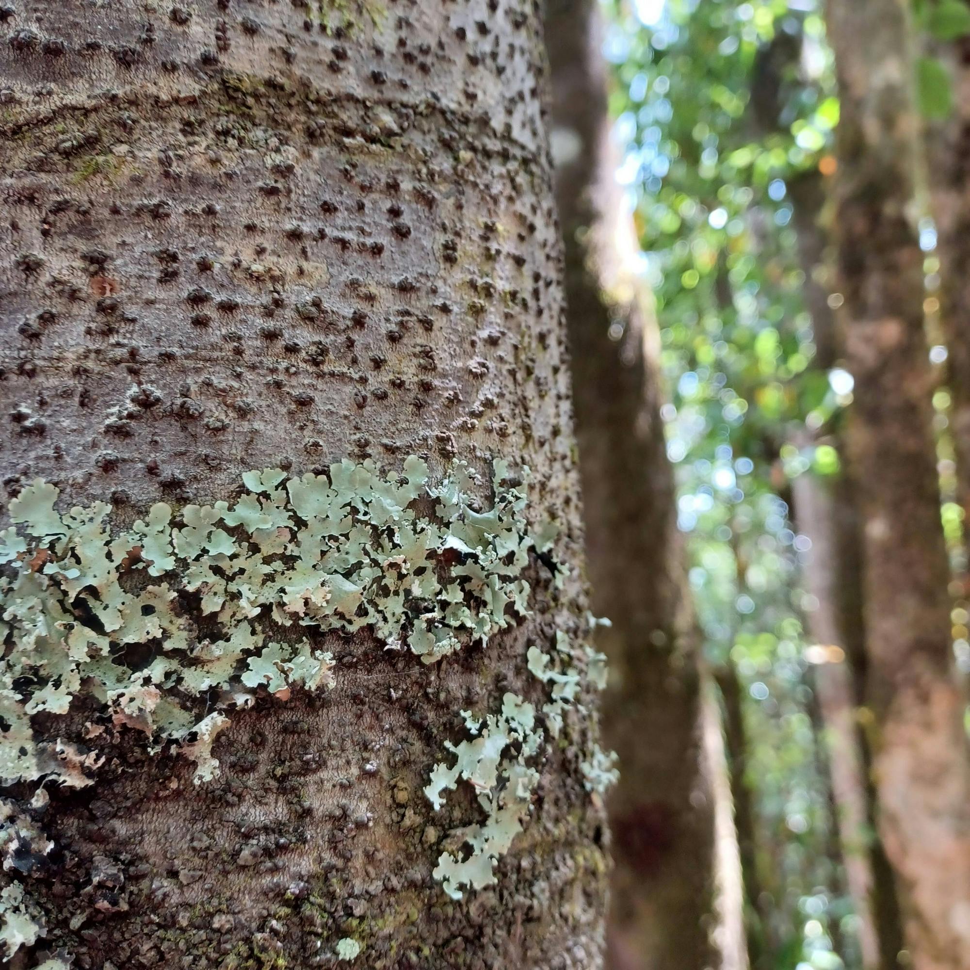 VIP La Gomera luxury minivan tour