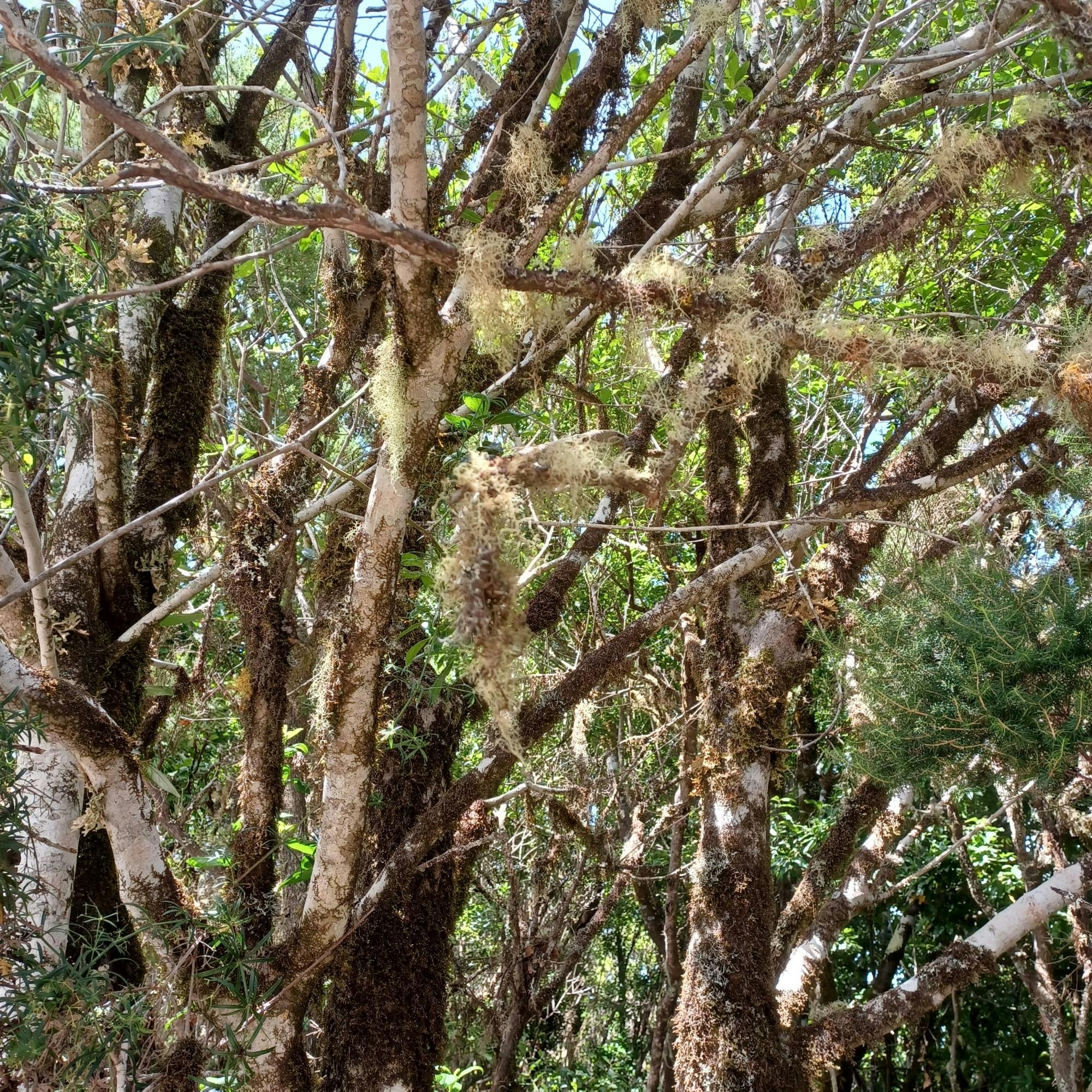 VIP La Gomera luxury minivan tour